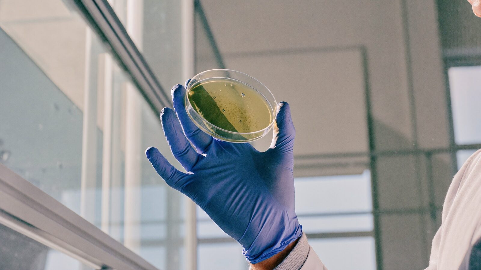 Close-up of a researcher's gloved hand holding a petri dish in a bright, clean laboratory